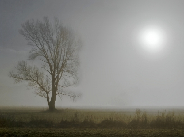 Photograph Zeljko Jurcic Foggy Sun Tree on One Eyeland
